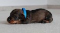 /album/fotogalerie-vrhu-i/i-litter-3-weeks-ivanhoe-006-jpg/